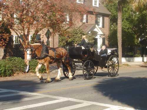 Horse and buggy driver in beautiful Charleston