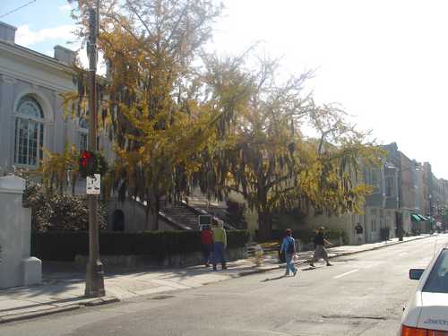 Charleston, SC: Trees in city with Spanish Moss