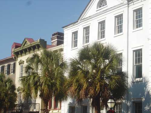 Palm trees on street in Charleston